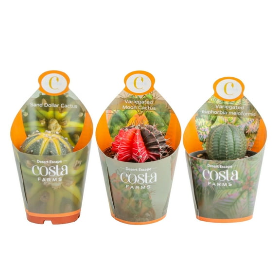 Costa Farms 3" Grower's Choice Cactus Live Plants in 2.5"  Grower Pot, 3 (Count)