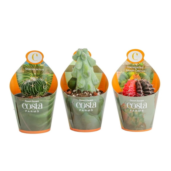 Costa Farms 3-5" Tall Assorted Premium Cactus, Bright Direct Sunlight, Indoor Live House Plants, 3-Pk