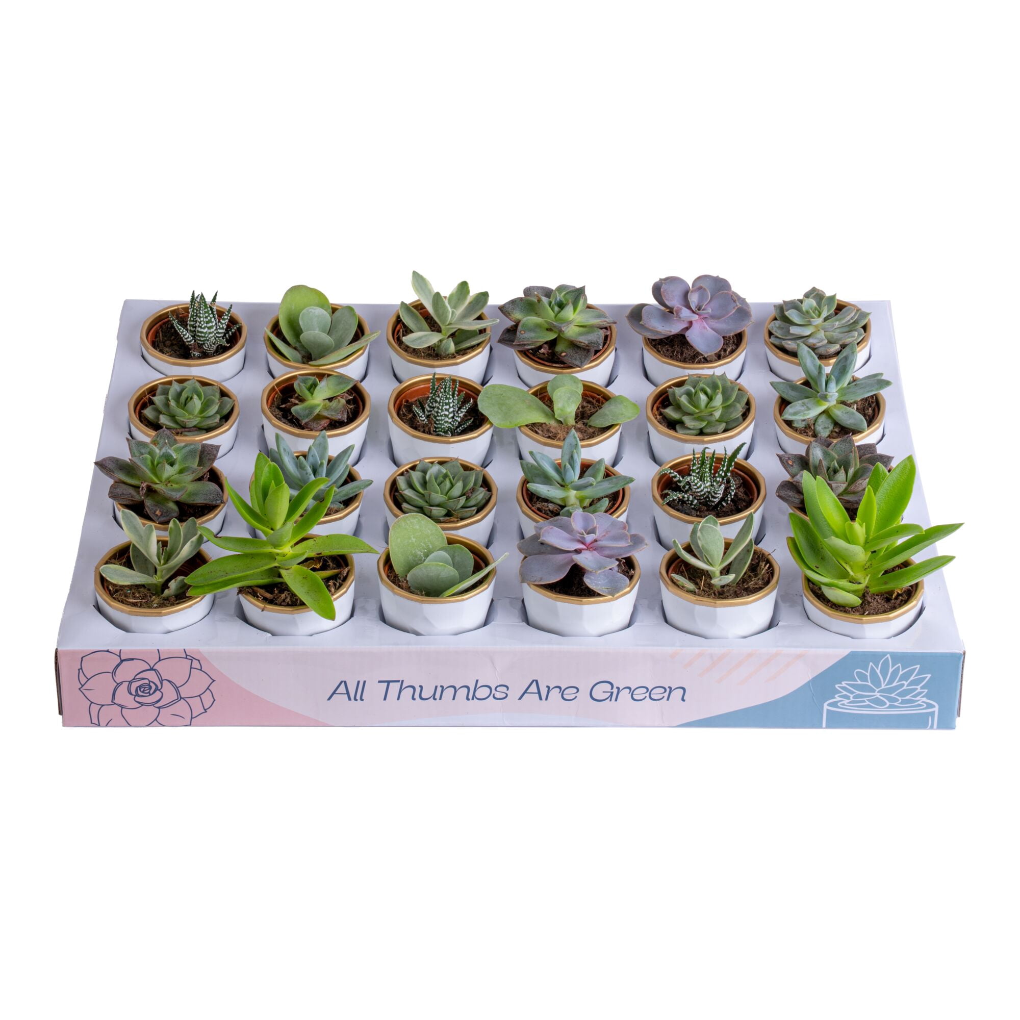 Costa Farms 3" Tall Assorted Succulents, Bright Direct Sunlight, Indoor Live House Plants, 24-Pk