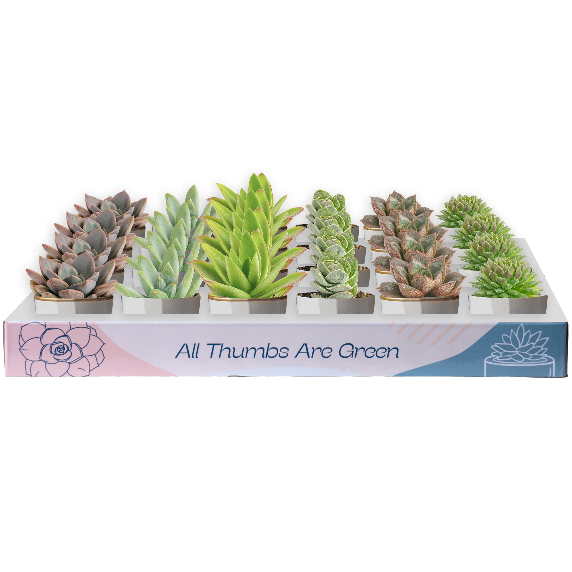 Costa Farms 3 inch Tall Assorted Succulents, Bright Direct Sunlight, Indoor Live House Plants, 24-Pk, Size: Small