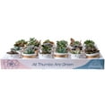 thumbnail image 1 of Costa Farms 3" Tall Assorted Succulents, Bright Direct Sunlight, Indoor Live House Plants, 24-Pk, 1 of 9