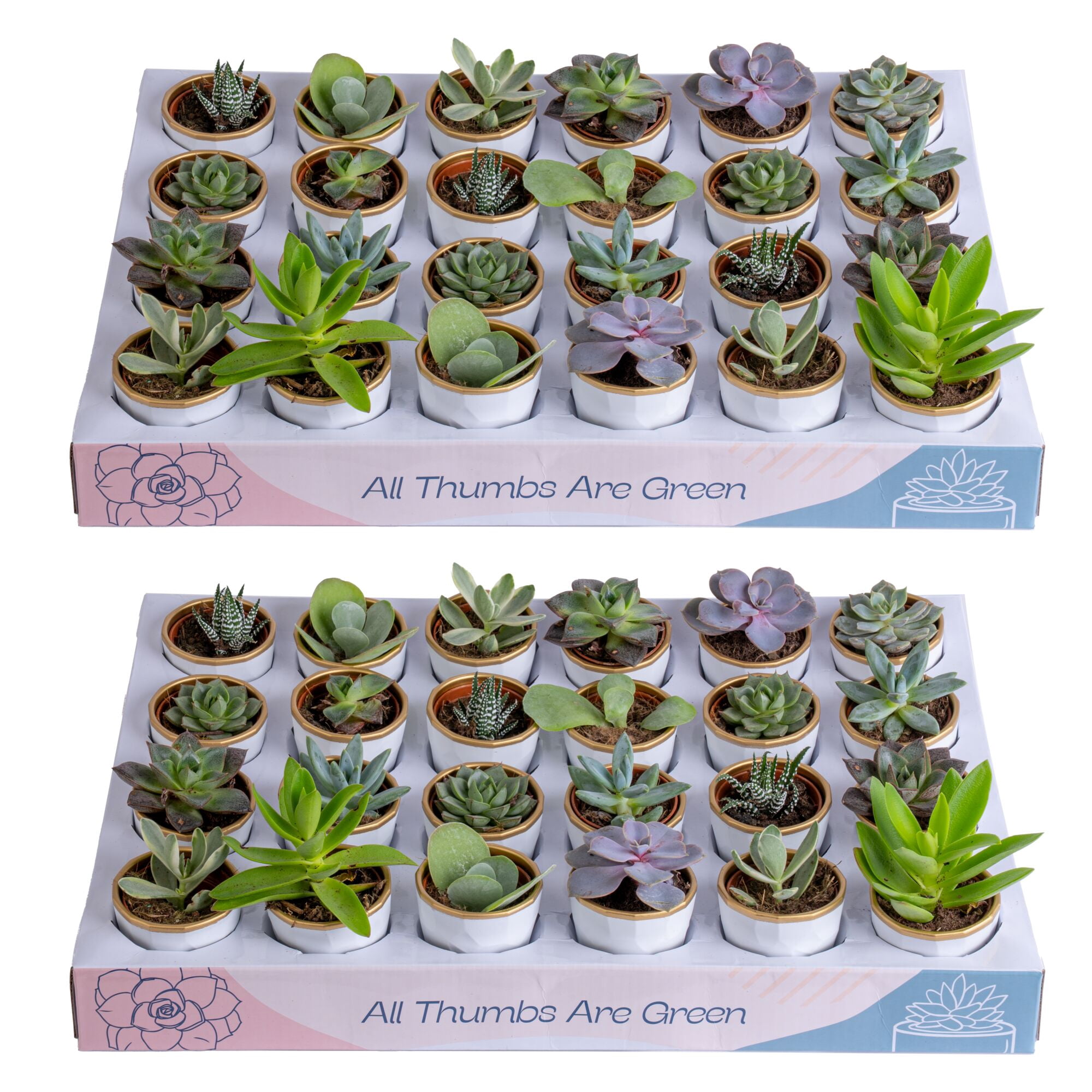 Costa Farms 3" Tall Assorted Succulents, Bright Direct Sunlight, Indoor Live House Plants, 48-Pk