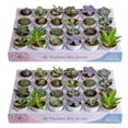thumbnail image 1 of Costa Farms 3" Tall Assorted Succulents, Bright Direct Sunlight, Indoor Live House Plants, 48-Pk, 1 of 11