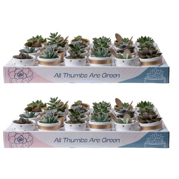 Costa Farms 3" Tall Assorted Succulents, Bright Direct Sunlight, Indoor Live House Plants, 48-Pk