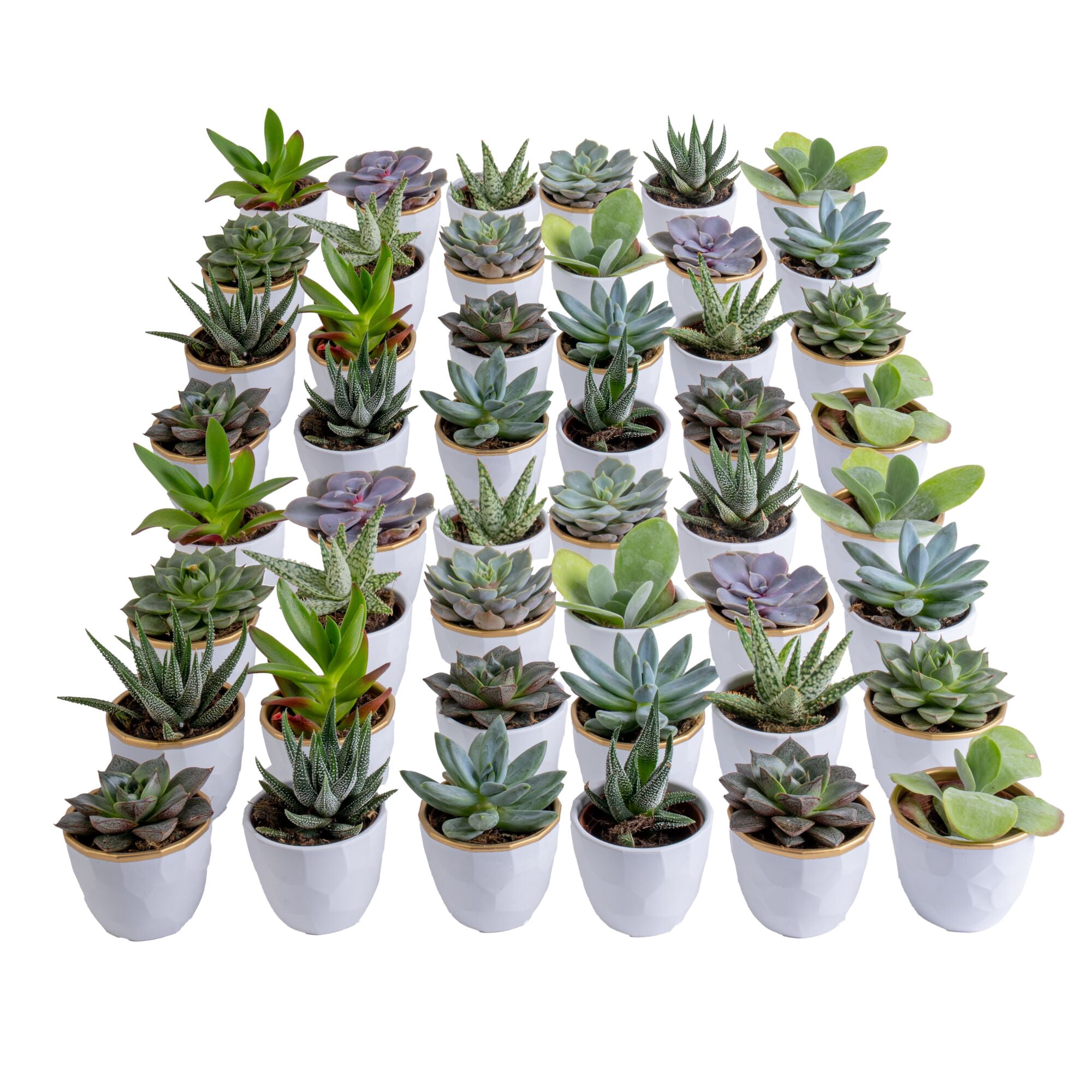 ゴリラ T. Succulent Form × Nizanda＋おまけ Costa Farms 3