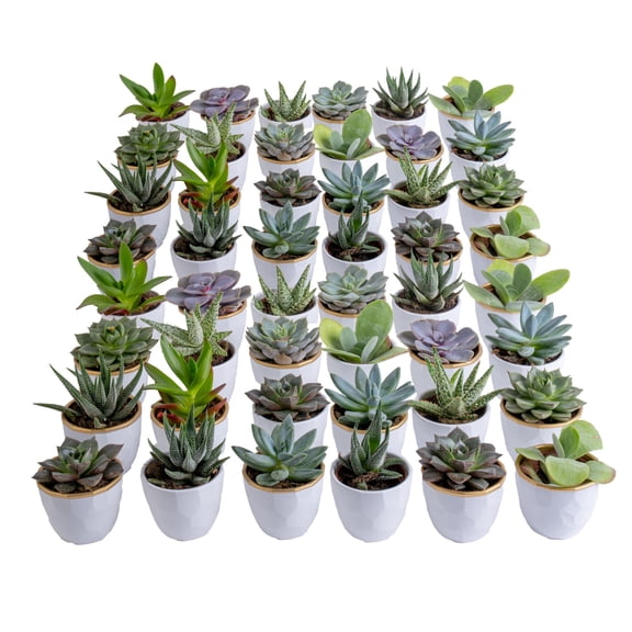 Costa Farms 3" Tall Assorted Succulents, Bright Direct Sunlight, Indoor Live House Plants, 48-Pk