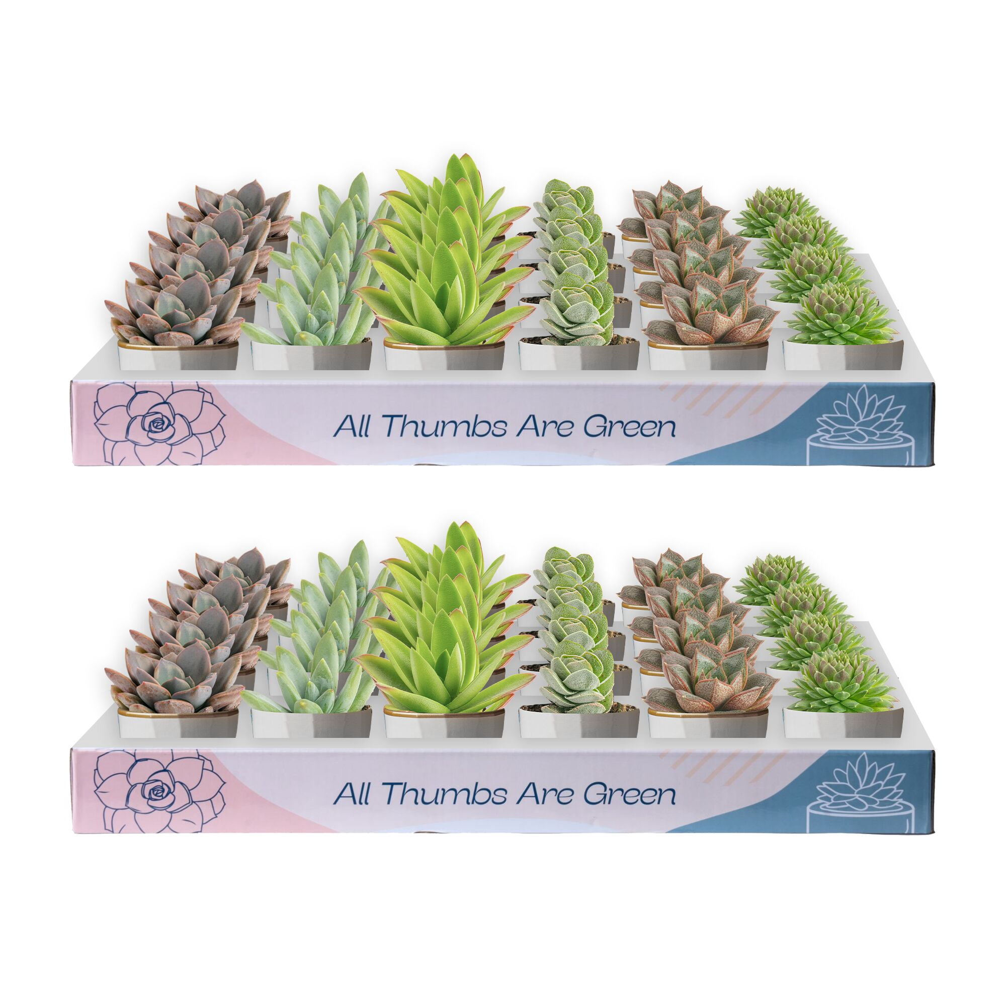 Costa Farms 3" Tall Assorted Succulents, Bright Direct Sunlight, Indoor  Live House Plants, 48-Pk - Walmart.com