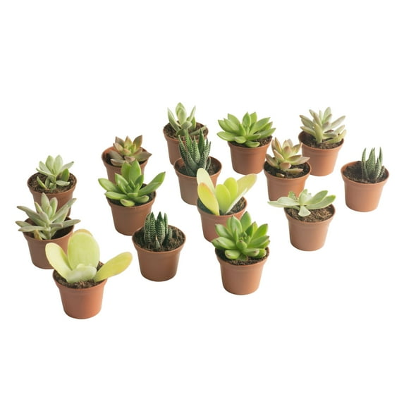 Costa Farms 3" Tall Assorted Succulents, Bright Indirect Sunlight, Indoor Live House Plants, 15-Pk