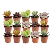 Succulent Plants in Indoor Plants | Assorted - Walmart.com