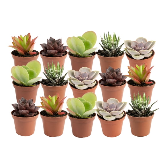 Costa Farms Desert Escape Live Indoor 2in. Tall Assorted Succulent; Bright, Direct Sunlight Plant in 2in. Grower Pot, 15-Pack