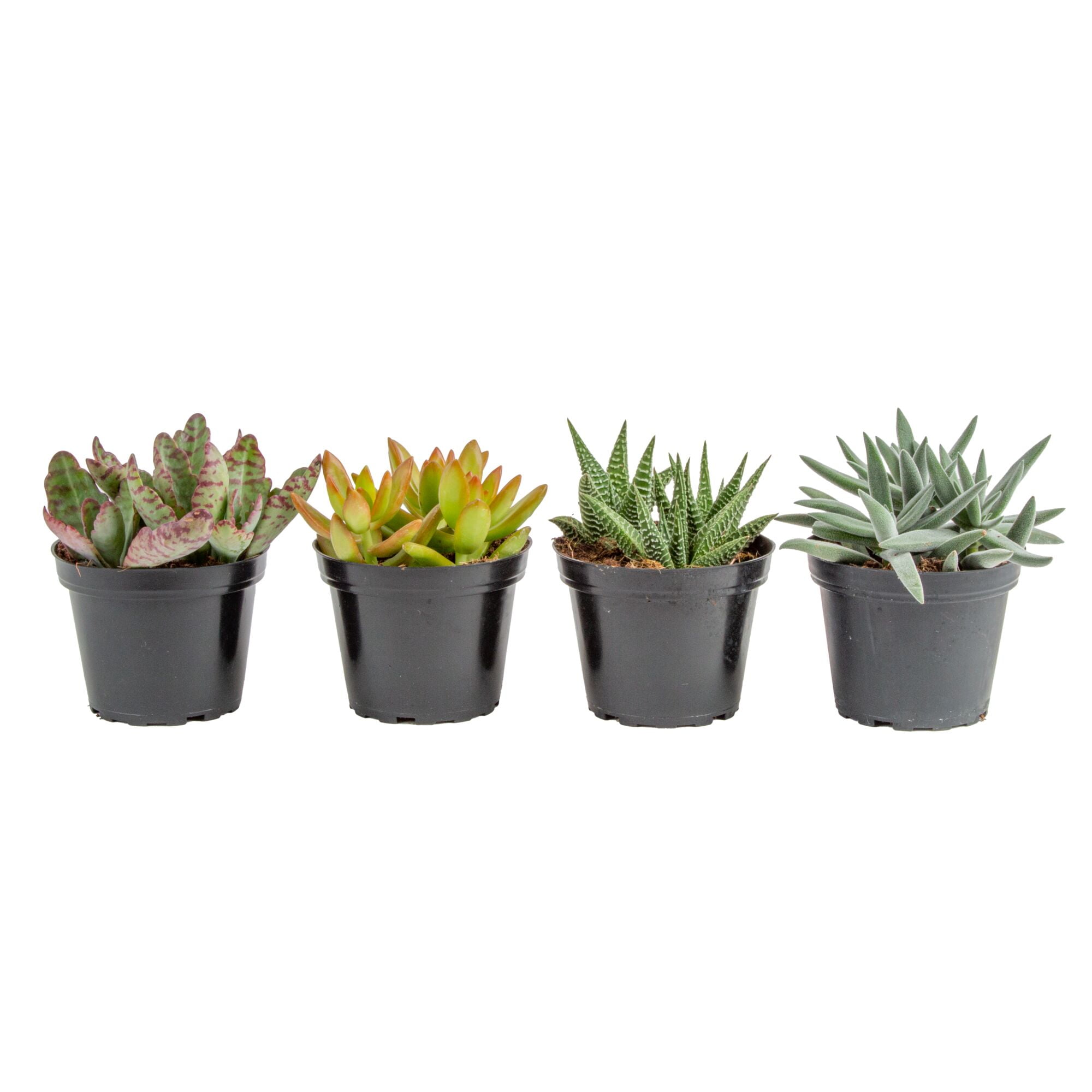 Succulent Plants in Indoor Plants | Assorted - Walmart.com