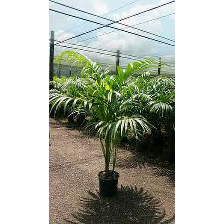 Costa Farms Better Homes & Gardens Live Indoor Green Majesty Palm