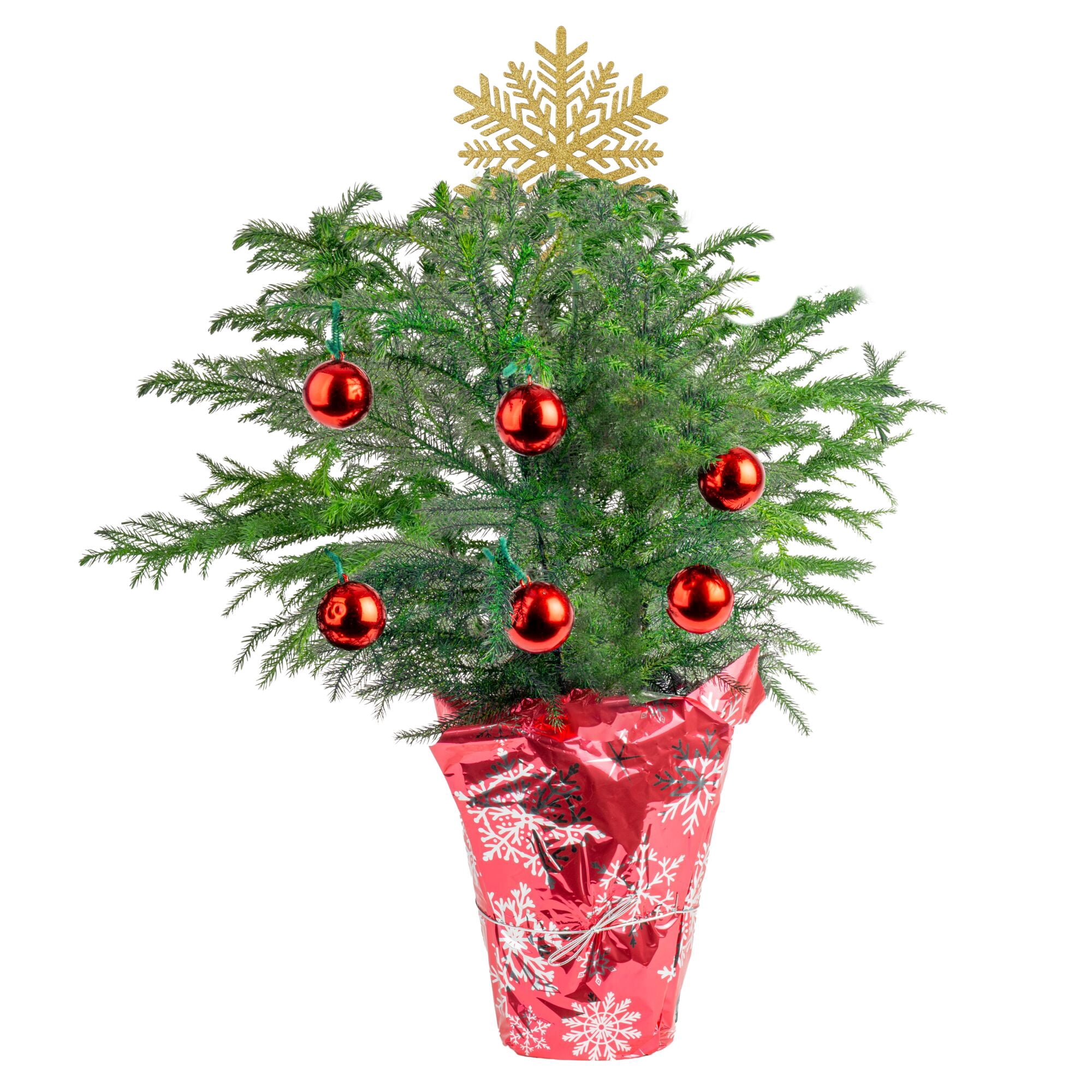 Costa Farms 18" Tall Christmas Tree Bright Direct Sunlight, Indoor Live House Plants, Holiday Cover