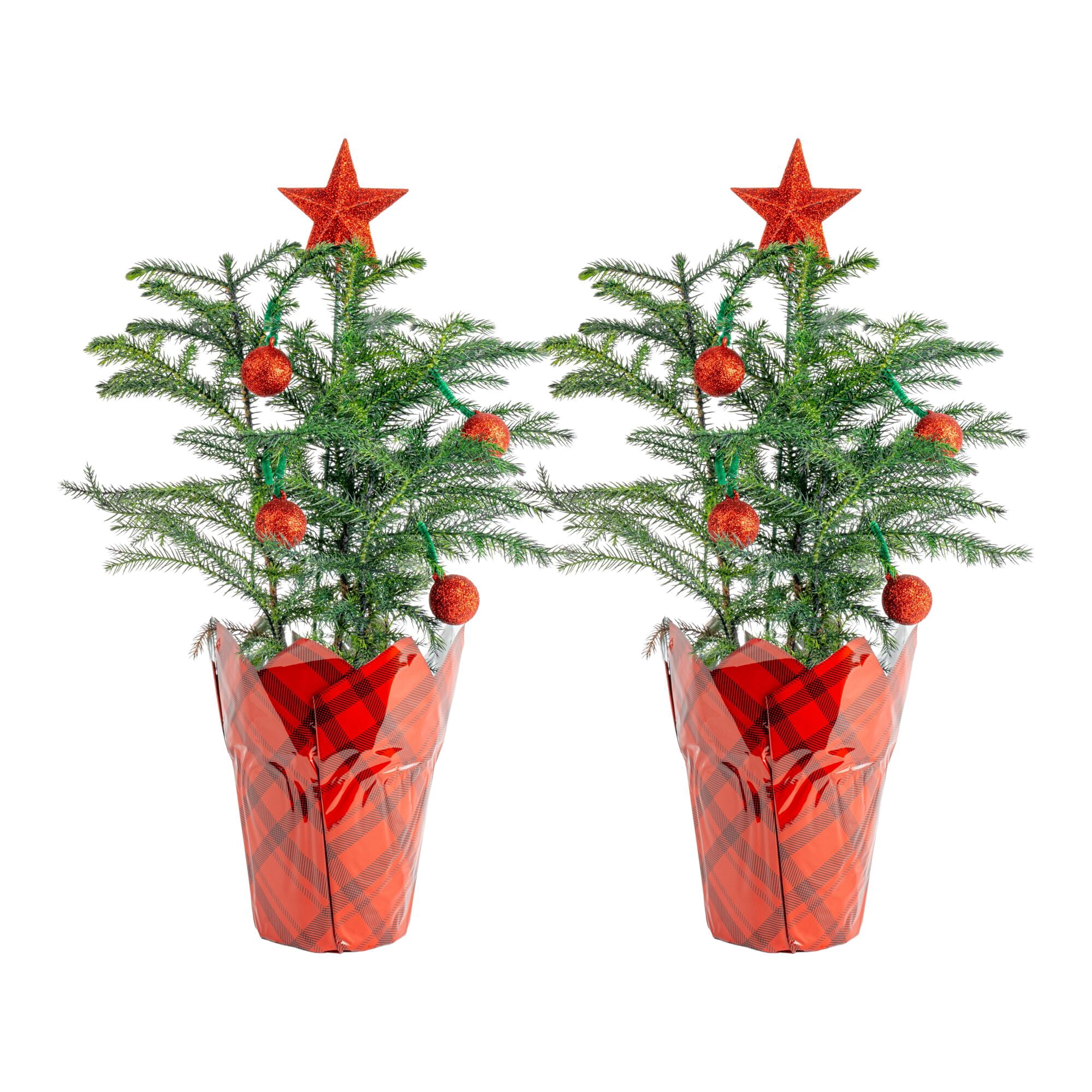 Costa Farms Live Indoor 12in. Norfolk Island Pine, 2-Pack