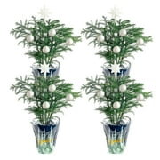 Costa Farms 12-16" Tall Christmas Tree, Bright Direct Sunlight Indoor House, 4-pk