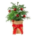 thumbnail image 1 of Christmas Tree, Bright Direct Sunlight, Indoor Live Houseplant, 6" Fabric Décor Pot, 1 of 12