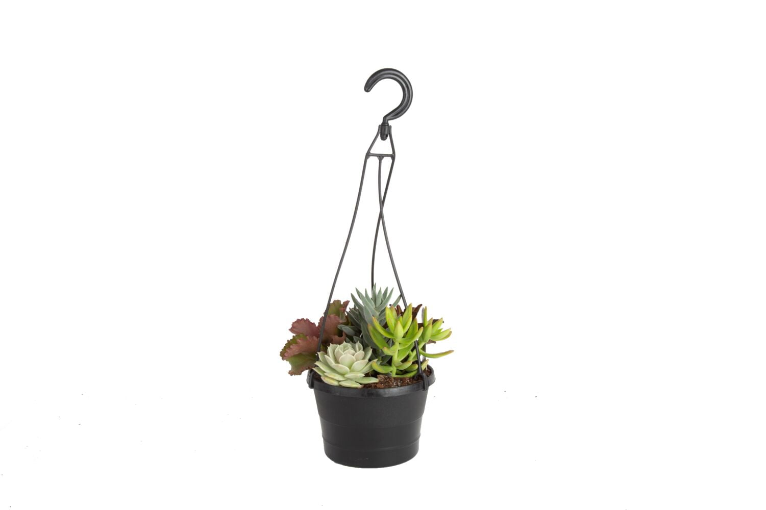 Costa Farms Desert Escape Live Assorted Succulent Hanging Basket Plant in 6in.