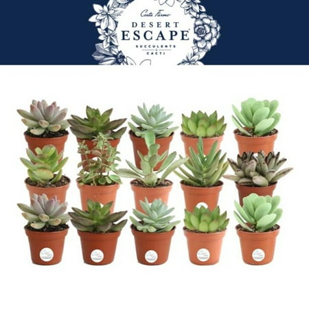 Costa Farms Desert Escape Live Indoor 2in. Tall Assorted Succulent; Bright, Direct Sunlight Plant in 2in. Grower Pot, 15-Pack