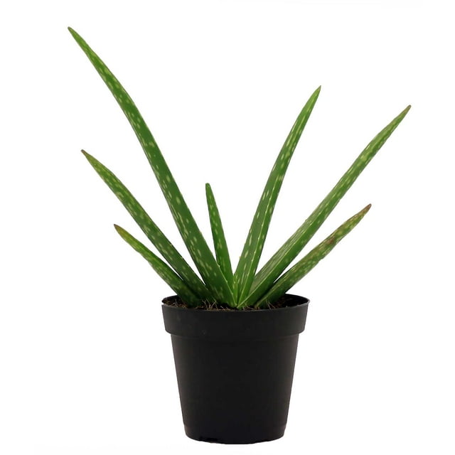 Costa Farms Desert Escape Live Indoor 7in. Tall Green Aloe Vera; Bright, Direct Sunlight Plant in 4in. Grower Pot