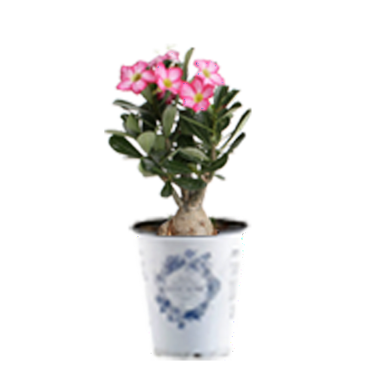 Costa Farms Desert Escape Live Indoor Multicolor Desert Rose Plant