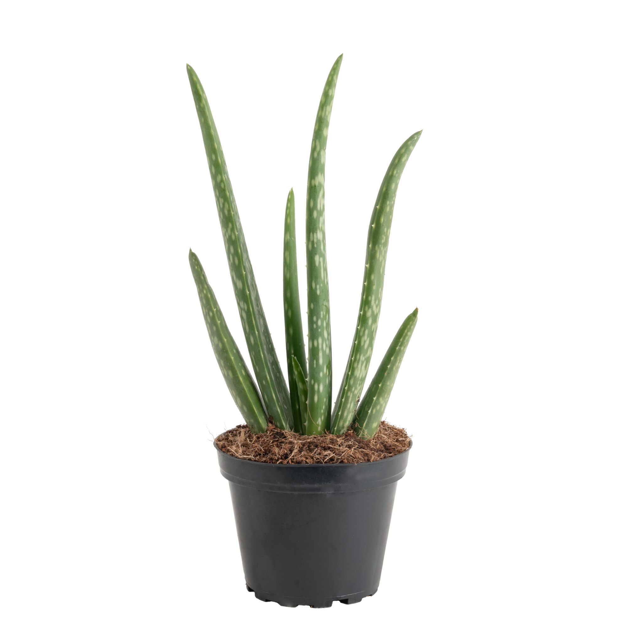 Desert Escape by Costa Farms 7" Aloe Vera House Plant in 4" Grower Pot