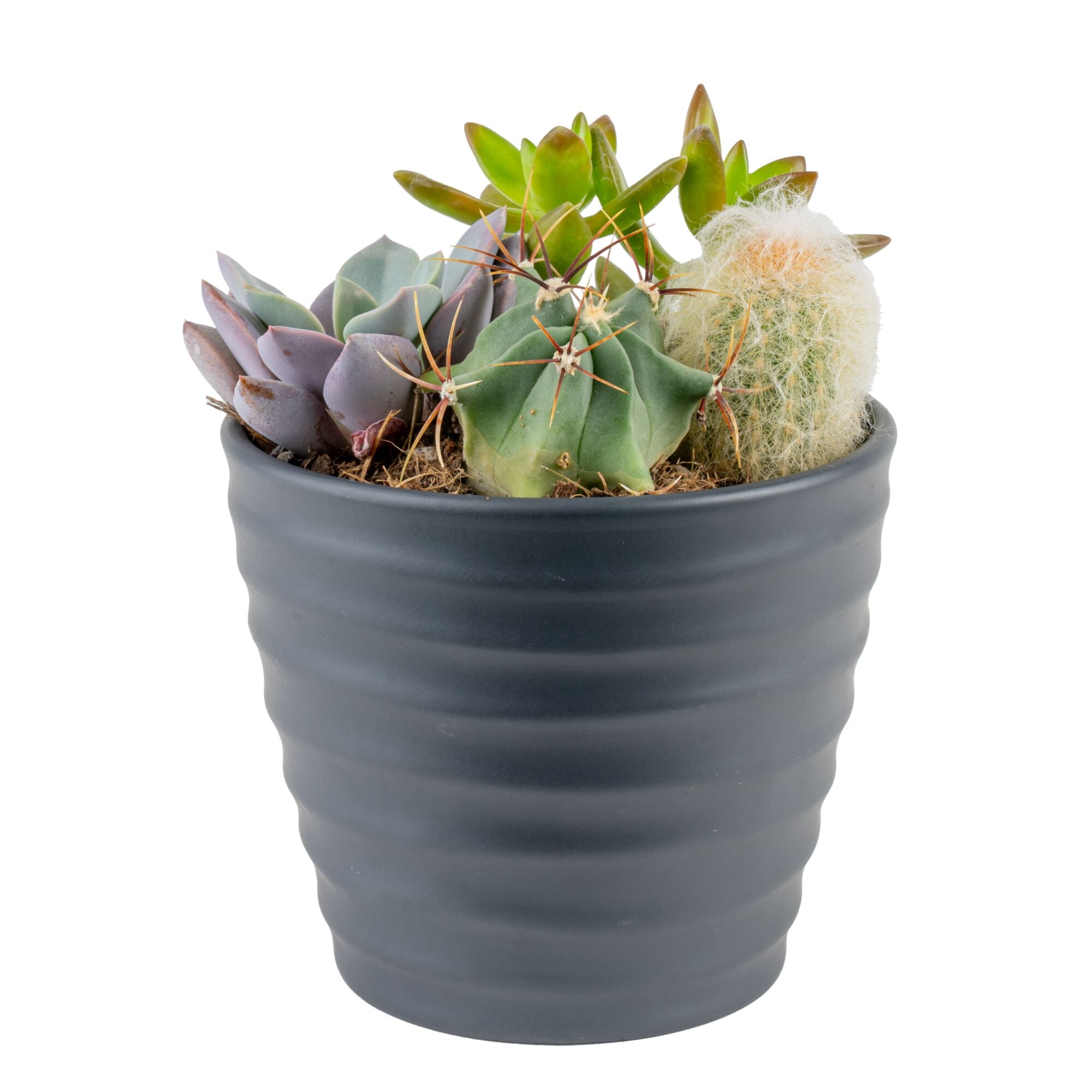 Desert Escape by Costa Farms 6" Cacti & Succulent Garden House Plant in 4.8" Decor Pot