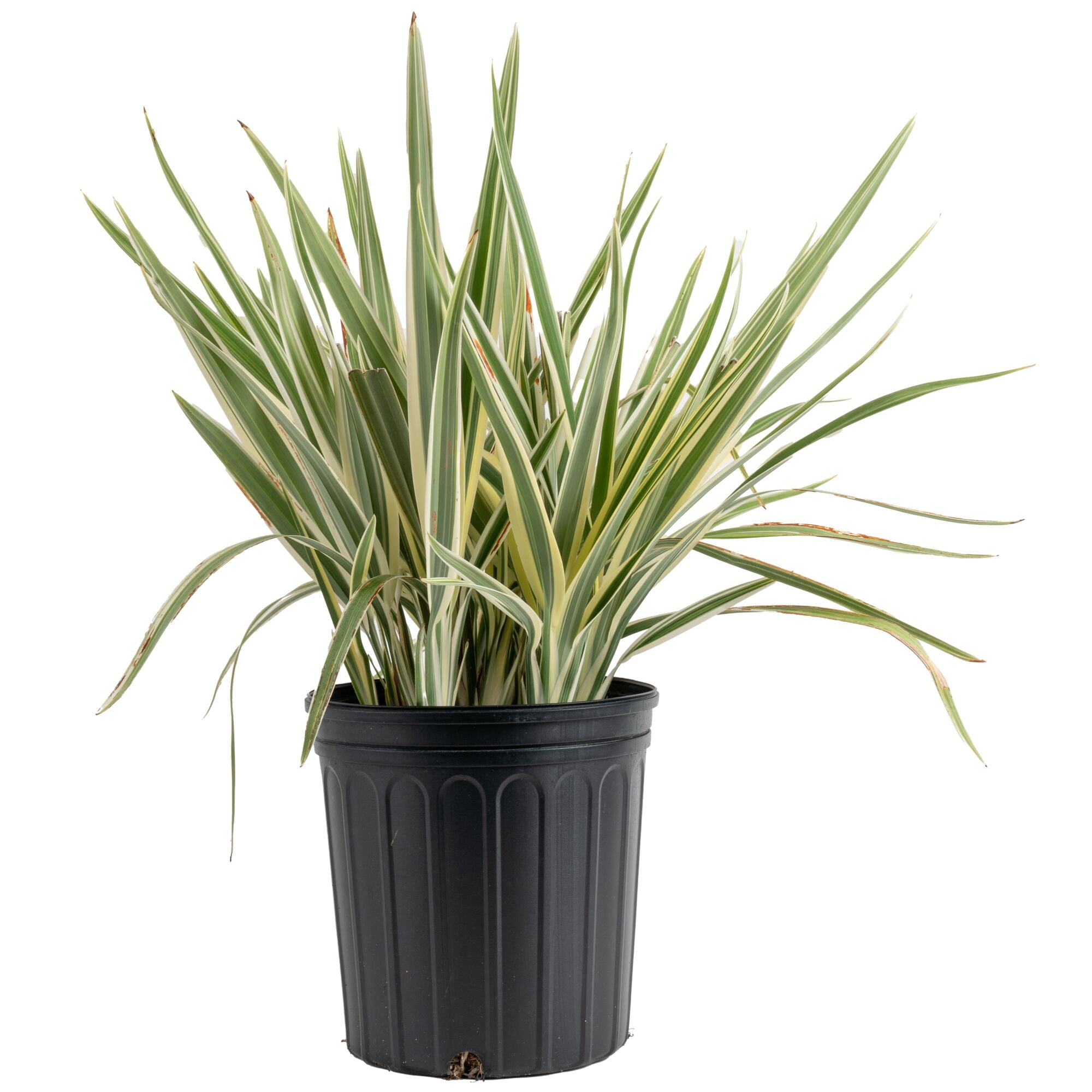 Island Blooms 26" Dianella Live Outdoor Plant in 10" Grower Pot