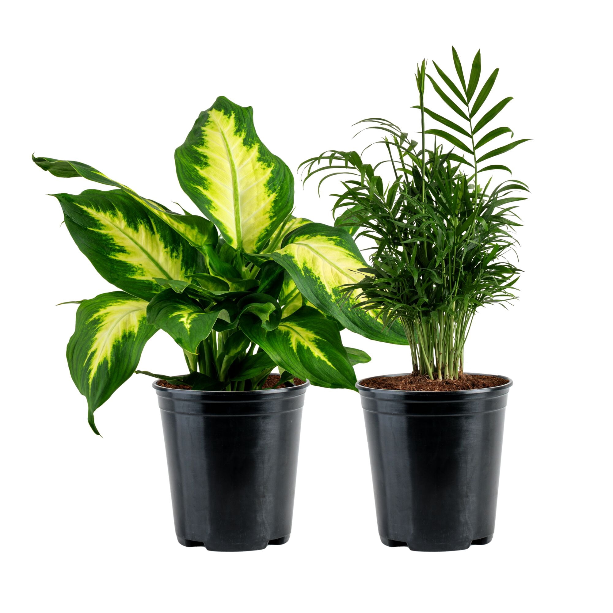 pothos plant name Silver Satin Pothos Plants for Sale main image 0