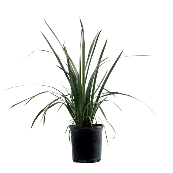 Island Blooms 24" Dietes Iris Giant Live Outdoor House Plant in 10" Grower Pot