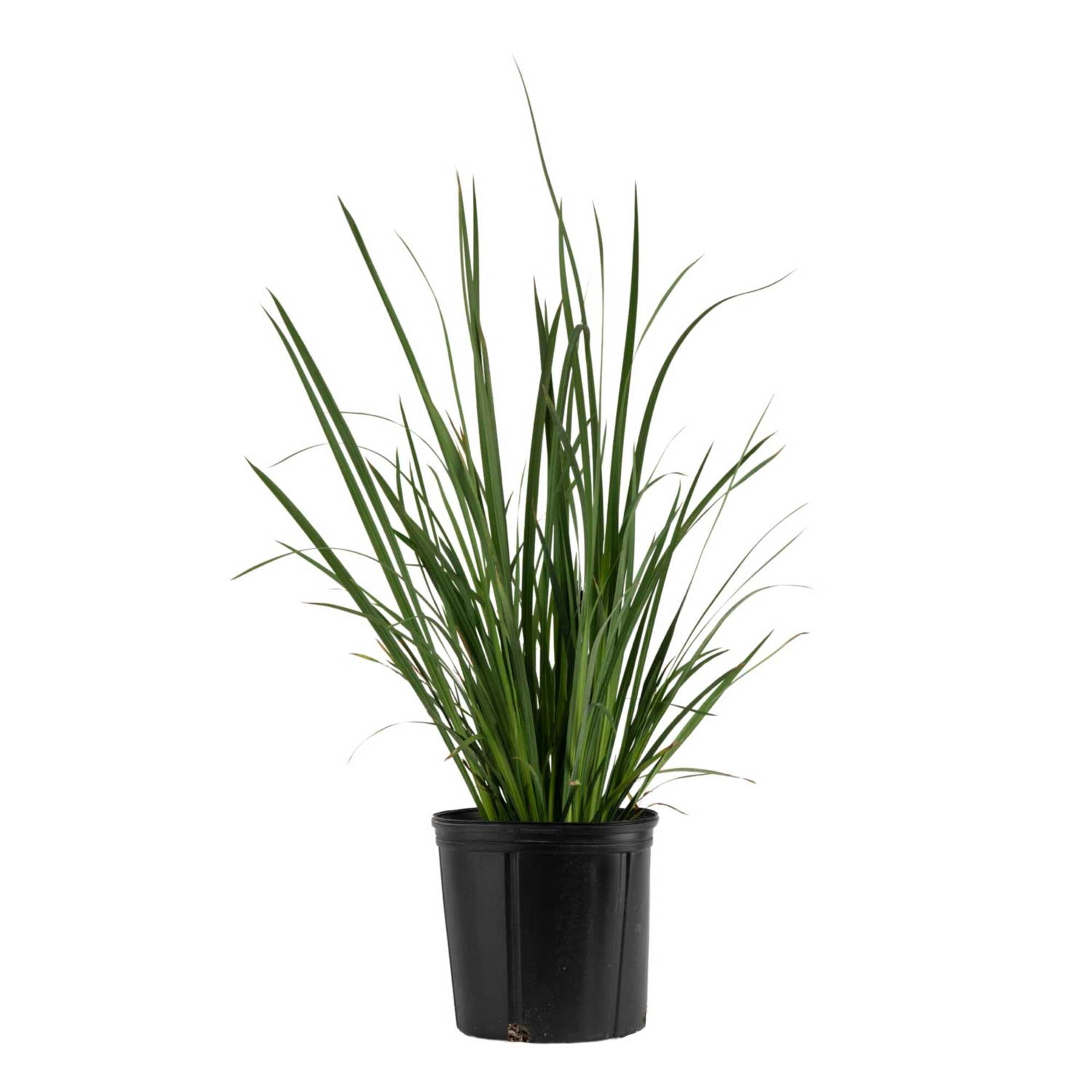 Island Blooms by Costa Farms 16" Tall Dietes Iris, Direct Sunlight, Live Flowering Outdoor Plant