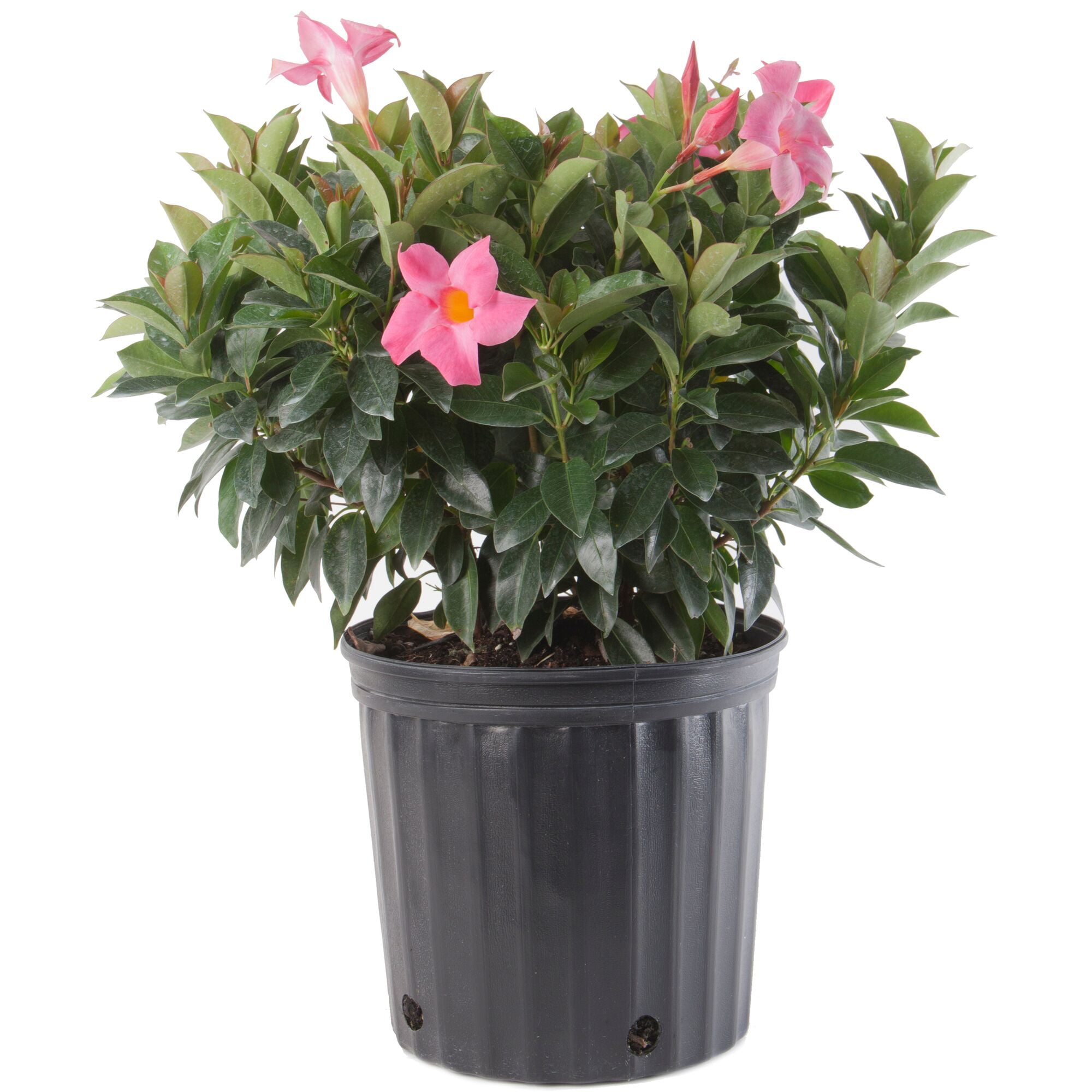 Costa Farms Dipladenia Live Plant in 3 Gallon Pot  Full Sun - Walmart.com