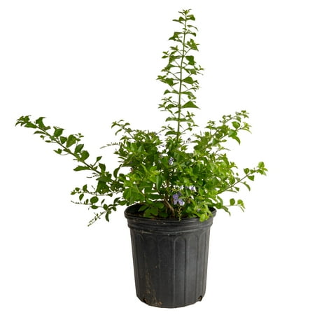 Island Blooms 22" Duranta Live Outdoor Plant in 10" Grower Pot