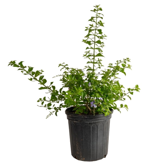 Island Blooms 22" Duranta Live Outdoor Plant in 10" Grower Pot
