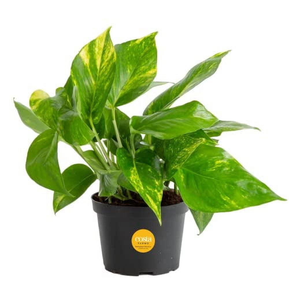 Costa Farms Easy Care Devil's Ivy Golden Pothos Live Indoor Plant, 6-Inch