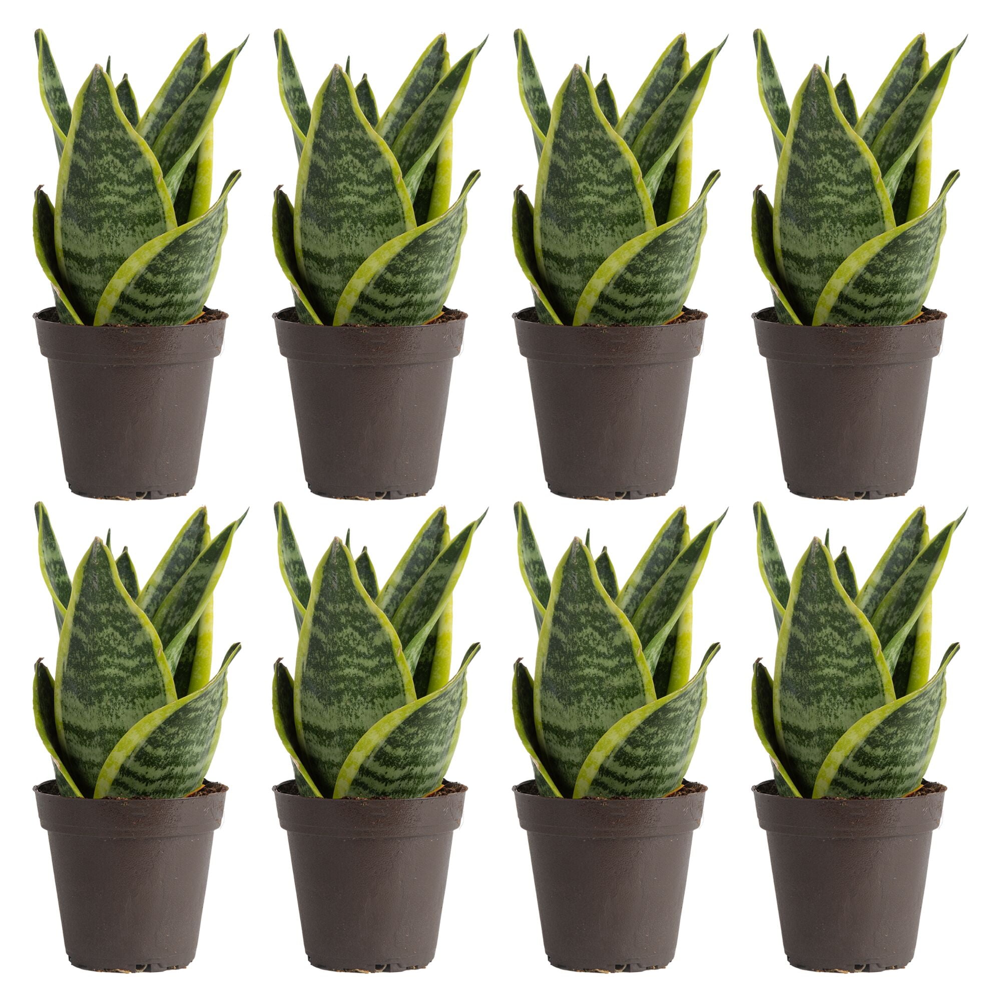 Costa Farms 8" Snake Plant Grower's Choice Live Plants in 4" Grower Pot (8 Count)