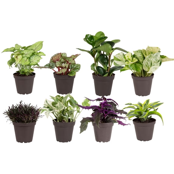 Costa Farms 8" Exotic Angels Assorted Live House Plants in 4" Grower Pot 8 (Count)