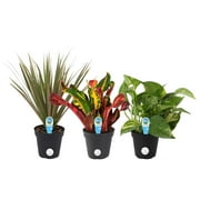 Costa Farms Exotic Angel Plants Live Indoor 8in. Tall Green Assorted Foliage; Bright, Indirect Sunlight Plant in 4in. Grower Pot, 3-Pack