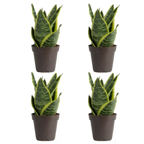Costa Farms 8" Tall Exotic Angel Snake Plant Bright Indirect Sunlight, Live House Plants, 4-Pk