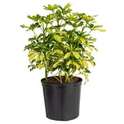 Costa Farms Expert Gardener Live Indoor 30in. Tall Green Schefflera Capella; Bright, Indirect Sunlight Plant in 10in. Grower Pot