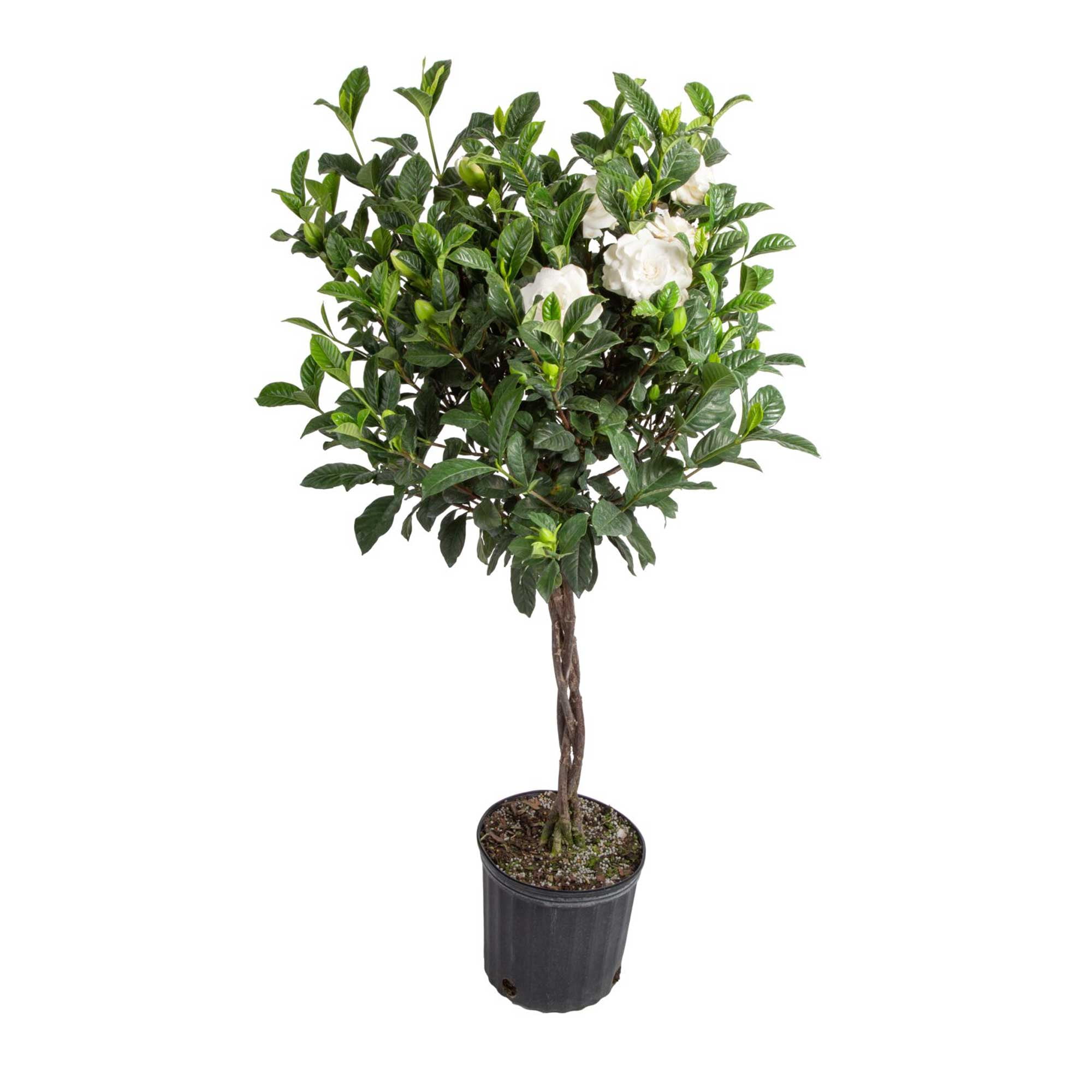 Island Blooms 42" Gardenia Live Outdoor Plant in 8.75" Grower Pot