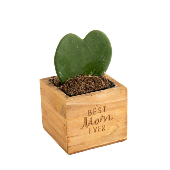 Costa Farms Hoya Succulent, Bright Direct Sunlight, Indoor Live House Plants in 2.5" Décor Pot