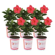 Costa Farms Island Blooms Live14in. Tall Assorted Mandevilla; Outdoors Plant in 1.5 pt. Pot, 6-Pack