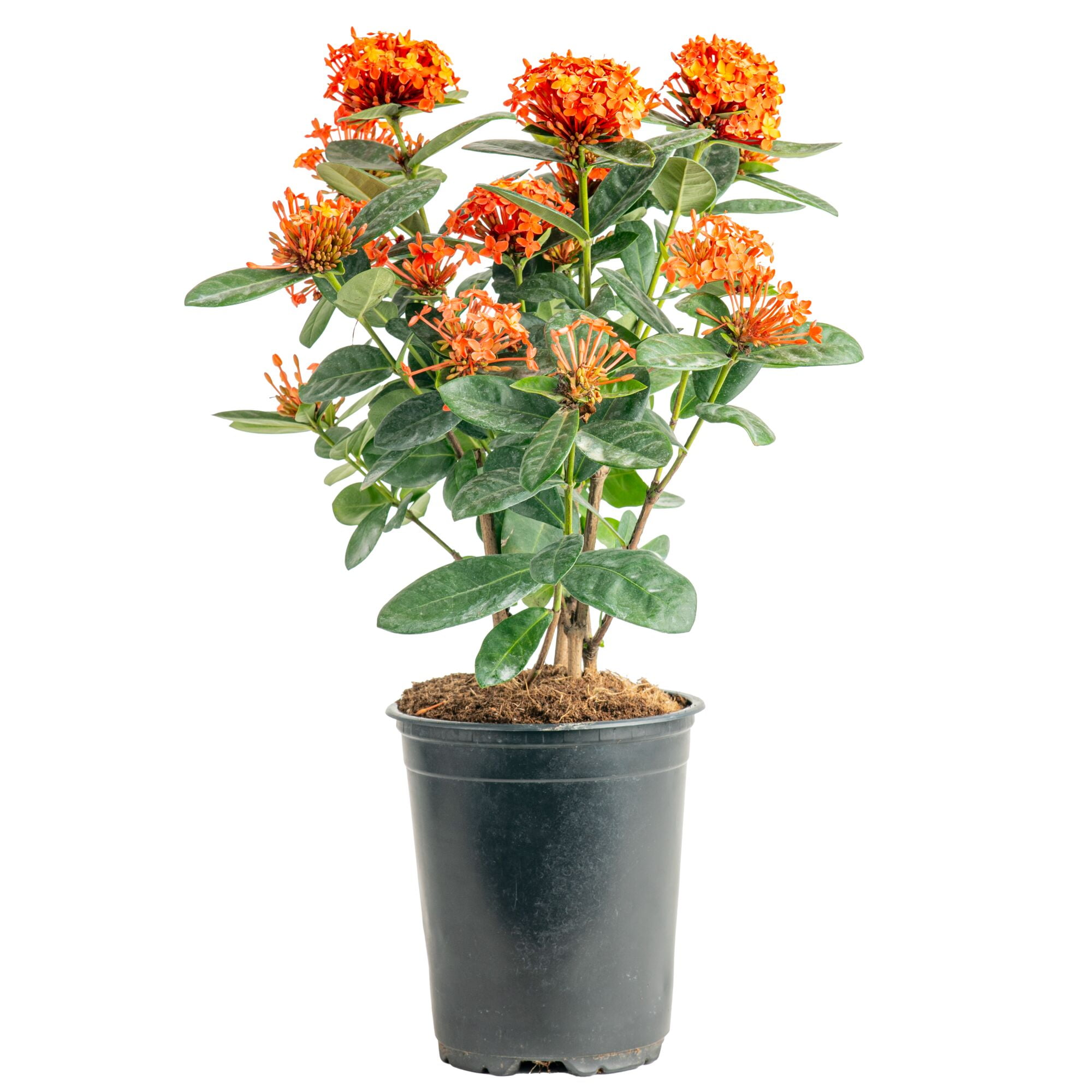Island Blooms 16" Ixora Live Outdoor Plant in 6" Grower Pot