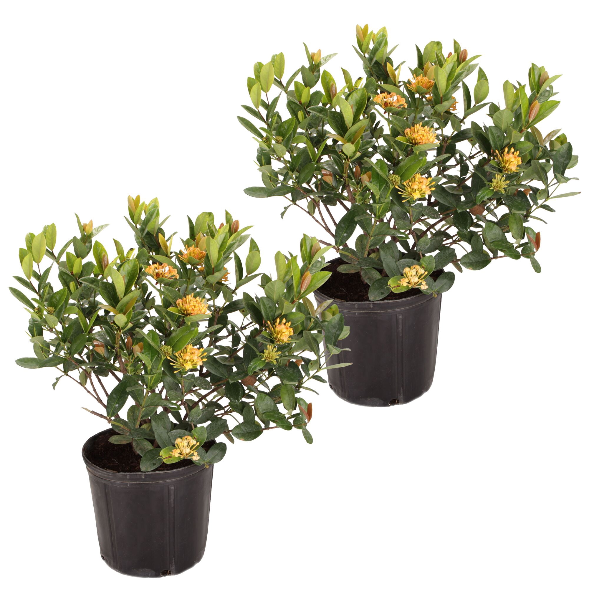 Island Blooms 16" Ixora Live Outdoor Plant in 6" Grower Pot (2 Count)