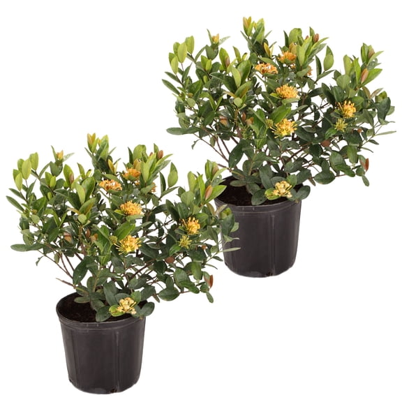 Island Blooms 16" Ixora Live Outdoor Plant in 6" Grower Pot (2 Count)
