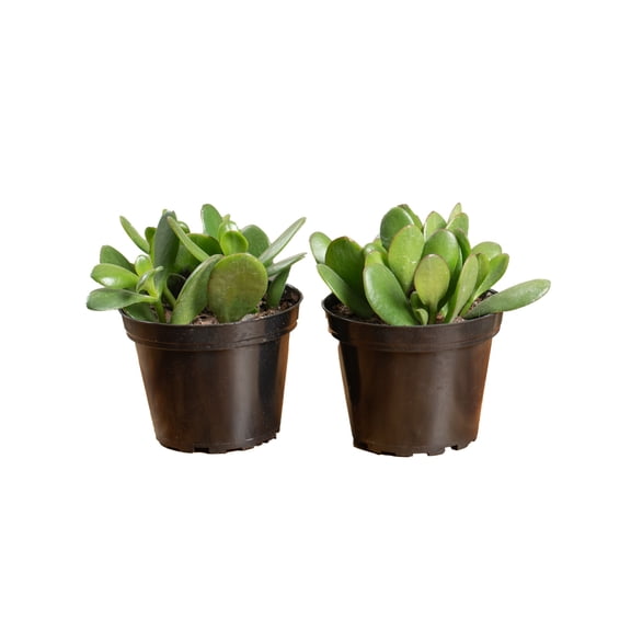 Costa Farms 4" Jade Succulent Live House Plants in 4" Grower Pot 2 (Count)