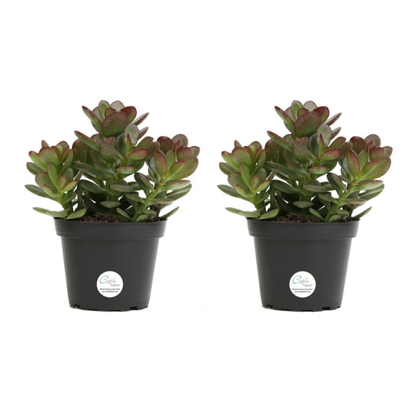 Costa Farms 4" Tall Jade Succulent, Bright Direct Sunlight, Indoor Live House Plants, 2-Pk