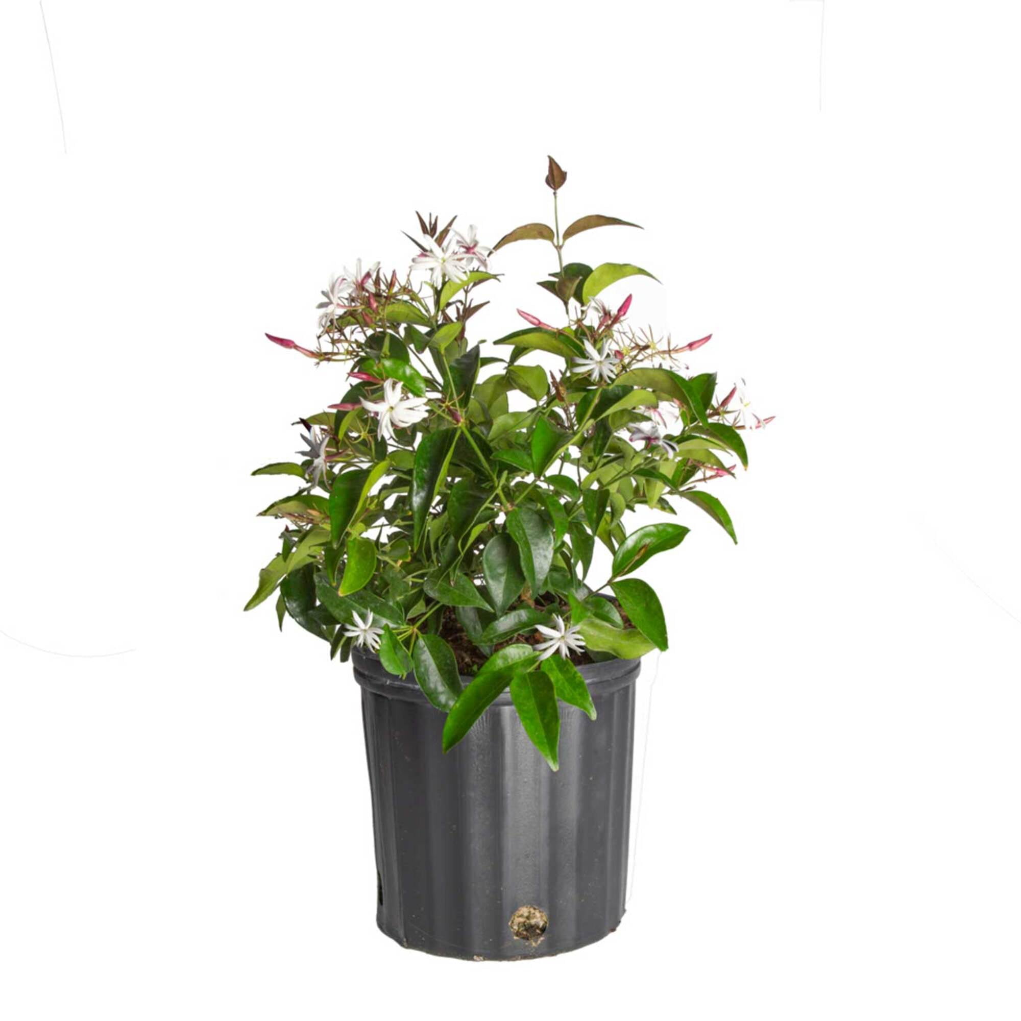 Island Blooms by Costa Farms 24" Tall Jasmine, Direct Sunlight, Live Flowering Outdoor Plant