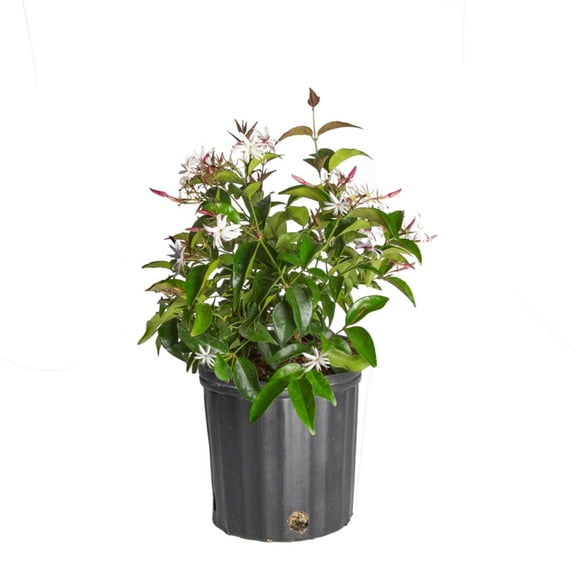 Island Blooms by Costa Farms 24" Tall Jasmine, Direct Sunlight, Live Flowering Outdoor Plant