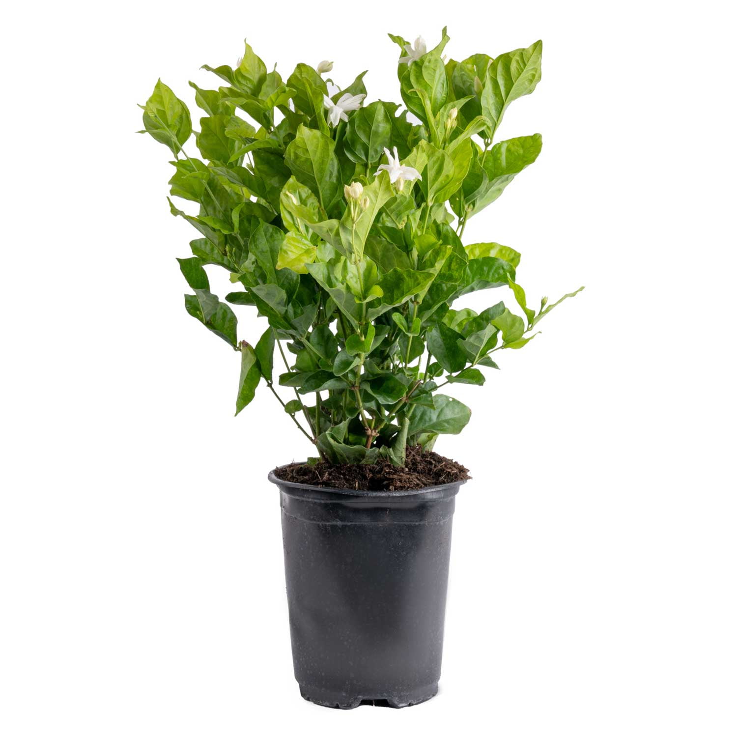 Island Blooms 18" Jasmine Live Outdoor Plant in 6" Grower Pot